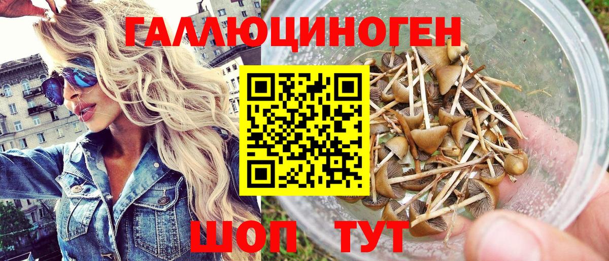 Галлюциногенные грибы Psilocybine cubensis Донской